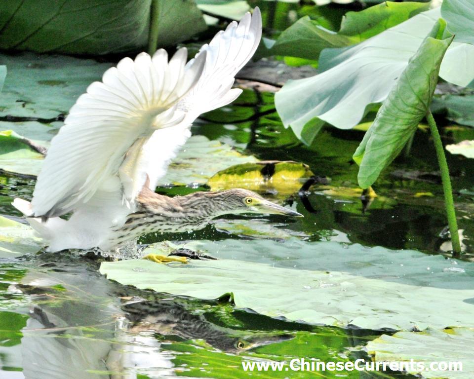 China_birds_11.jpg
