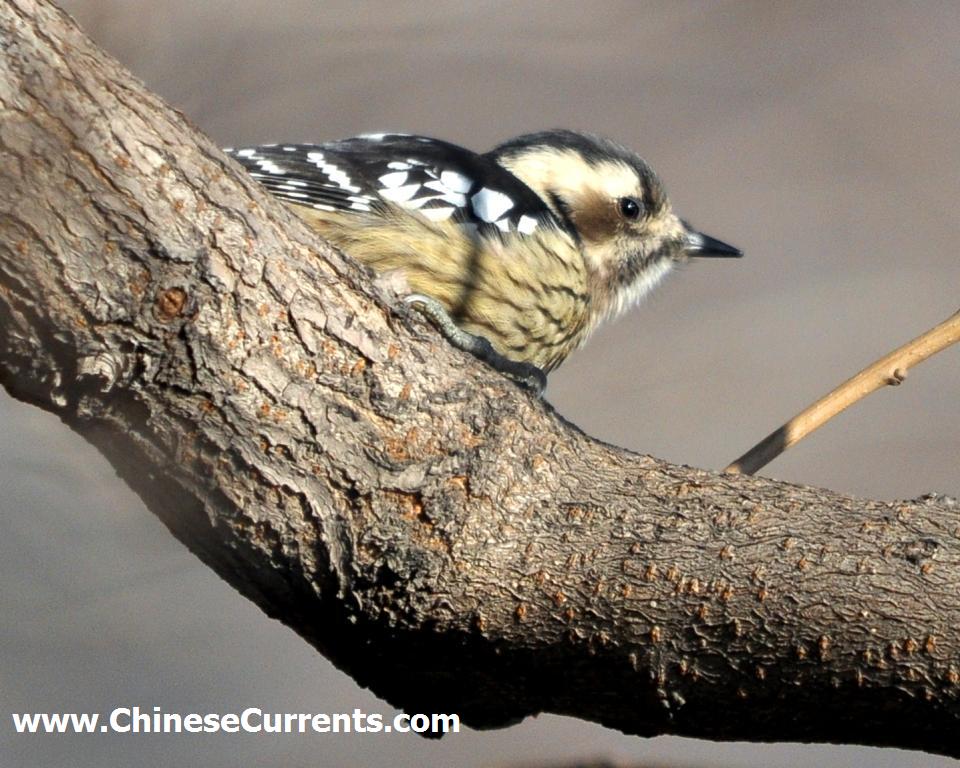 China_birds_19.jpg