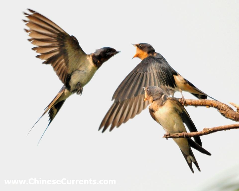 China_birds_1.jpg