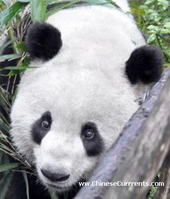 Panda-chengdu-sichuan.jpg